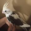 PENDING: Cockatiel baby for sale