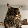 Mainecoon stud available