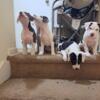Very smart and loving 8 week old puppys