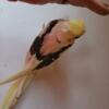 Handfed cockatiels for sale