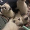 Rehoming Siamese Kittens( Read Description Please)