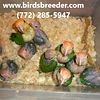 Baby White Bellied Caiques hatching soon at $1,500 each if 3 or more taken each time