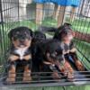 Rottweiler puppies Full blooded Michigan