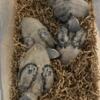 African grays Timeth babies