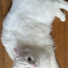 A super sweet one-and-a-half-year-old Ragdoll female cat is looking for her forever home.