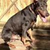 For Sale: 16 week old Blue/Rust AKC Doberman pups, with Health Guarentee and from Health tested parents& cropped ears