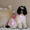 Standard Poodle females- trades considered