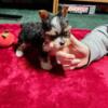 For Sale Tiny Yorkie Males