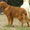 Charlotte, MI -  Fox, AKC Golden Retriever RED Male Young dog