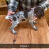 AKC registered German Shorthair Pointer puppies for sale