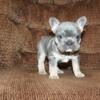 Frenchie Puppies, AKC, Ready Now