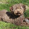 AKC chocolate poodle 2 yr old