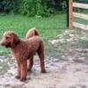 Standard Goldendoodle Available for Stud Services