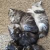 Hi there We have a beautiful Litter of pure Maine coon Kittens adoption ready