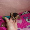 Abyssinian Kittens:  Gorgeous M/F 12-16 weeks.  Pet Homes Only.  Purr-Fect Companions!