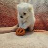 Adorable MultiPom Puppies For Sale