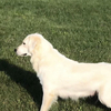 English Creme Golden female  with excellent personality