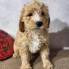 Golden doodles available