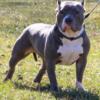 American bully available 16.5 inches short. Razors edge/Gotty