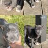 American Bully Pup for sale