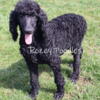 AKC Black Standard Poodle Older Pup