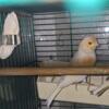 Canary Male Available