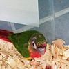 Red Factor Pineapple and Red Factor Yellowsided Green Cheek Conures for Sale in South Florida