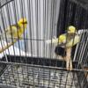Breeding pair fife canaries