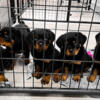 Akc rottwieler pups available males and females 