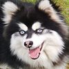 Mini Pomsky female F2 with blue eyes 11month oldWeight  about 10lbs,Shipping included