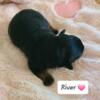 Akc Rottweiler puppies - One girl left