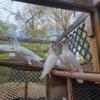 White Racing homer homing doves pigeons young just weaned - $20 (Byron Center)