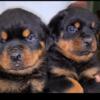 8 week old German Rottweiler Puppies for Sale!