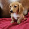 Gorgeous mini dachshund female puppies