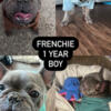 Blue Frenchie boy rehoming