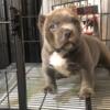 American Compact Pocket Male Available Pup