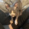 TICA registered male sphynx for sale