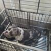 American Bully Puppy Looking For A Forever Home