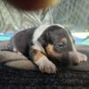 Akc English bullterrier pups 1tri color female available