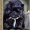 Shih Tzu Puppies - Parents AKC & DNA teasted - Expecting June 2024