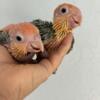 Baby White Bellied Caiques for sale in Orlando, Fl