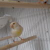Canaries for sale 60