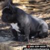 Super Buffed muscle bound frenchie male for sale $4k