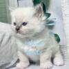 Health Tested Parents ~ TICA Reg Ragdoll Kittens ~ Blue Point/Mitted ~ international champion lines