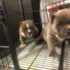 American Bully Pocket Female/Male Available Pups