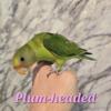 Plum-headed Parakeet Babies