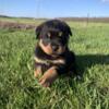 Champion German and Serbian lines registered Blockhead Rottweiler puppies