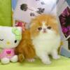 Show Quality Purebred Male Persian Kitten 4 Pet!
