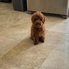 STUD AKC Red toy poodle