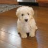 Mini Goldendoodle Available now!